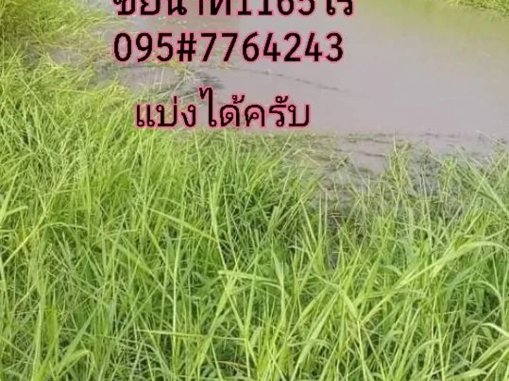 ขายที่ดิน 1000ไร่ อหันคา จชัยนาท ขายที่ดิน500ไร่ ขายที่ดิน1000ไร่ ขายที่ดินราคาถูก ที่ดินราคาถูก