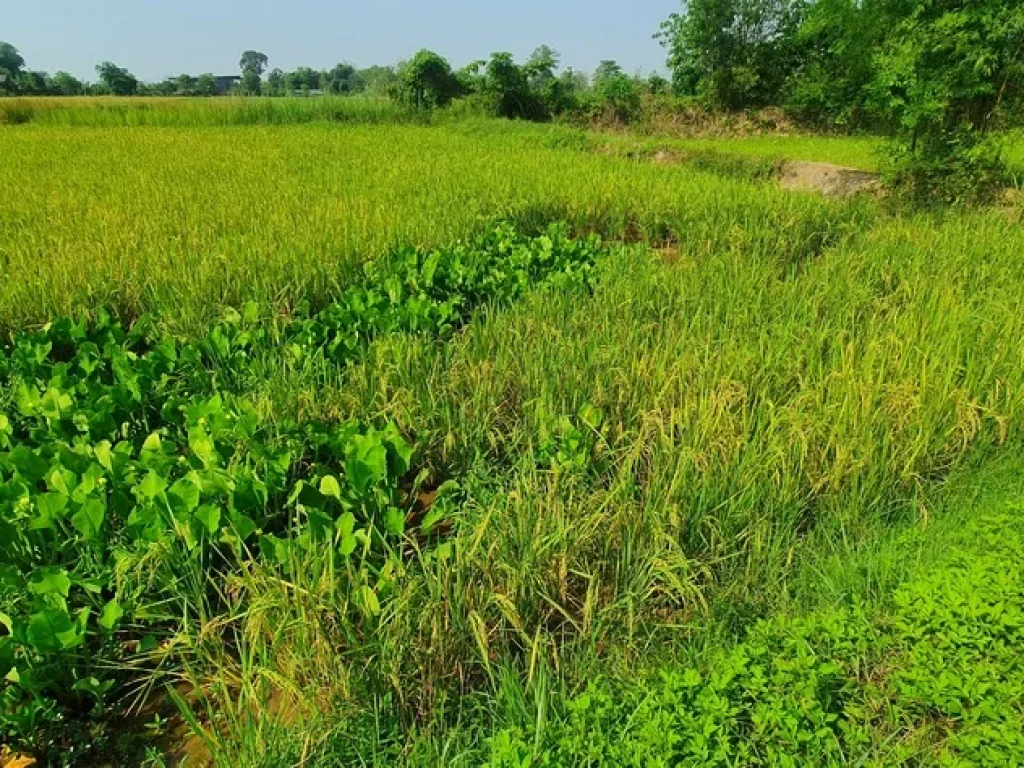 ขายที่ดินหลังสนามบินแม่ฟ้าหลวงสนใจทักมาได้นะครับใกล้แหล่งชุมชน