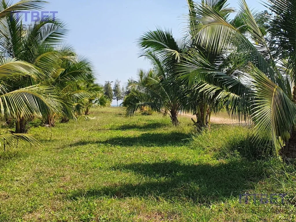 ที่ดินหาดปึกเตียน เพชรบุรี ชะอำ ชายหาดส่วนตัว ที่ถมแล้ว เนื้อที่ 55-3-72 ไร่ 22372 ตารางวา