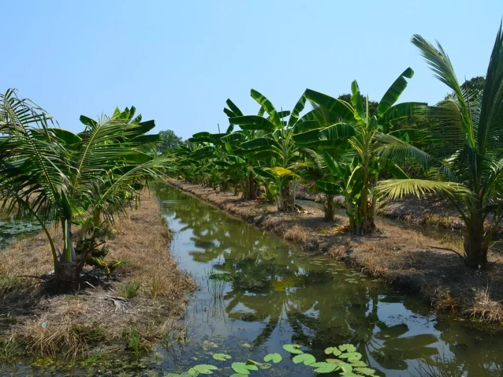 ขายที่ดินสวนลำไย 30 ไร่ บรรยากาศดี สุพรรณบุรี ติด รรกาญจนา