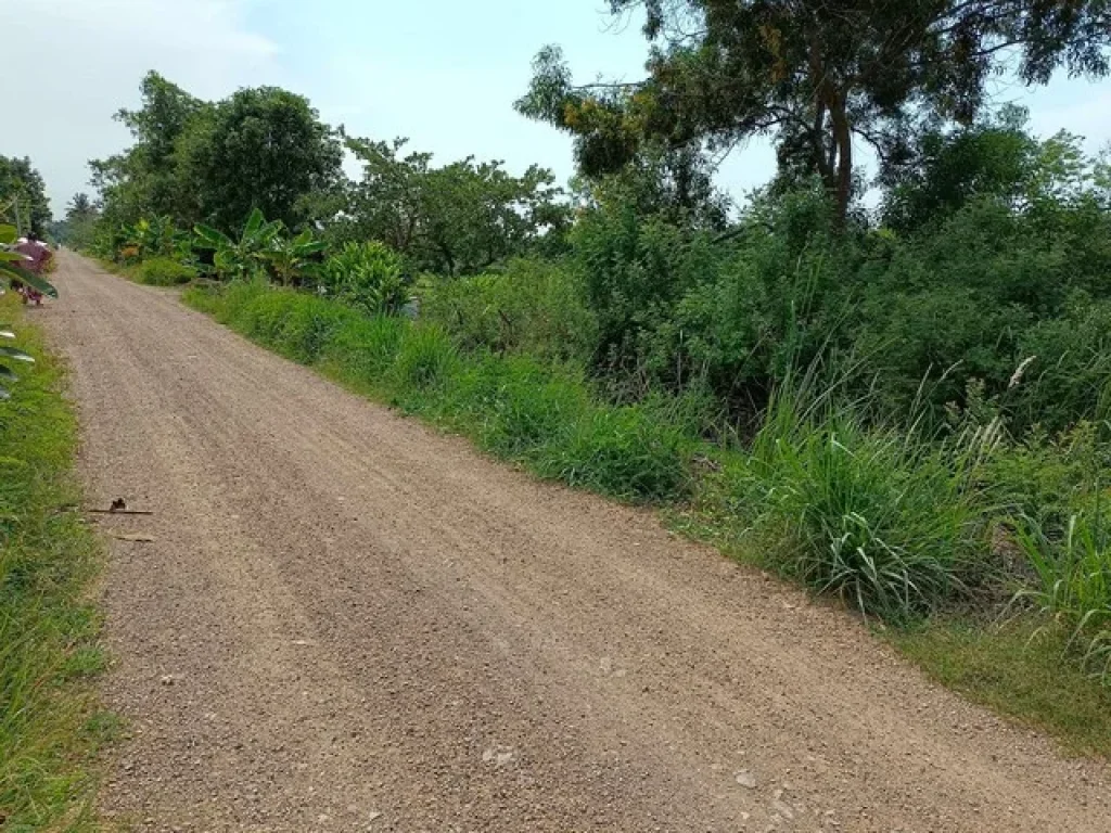 ขายที่ดิน คลอง 12 หนองเสือ 300 ตรว ทำเล เหมาะ ปลูกบ้าน ทำการเกษตร หรือซื้อเก็บไว้ในอนาคตได้