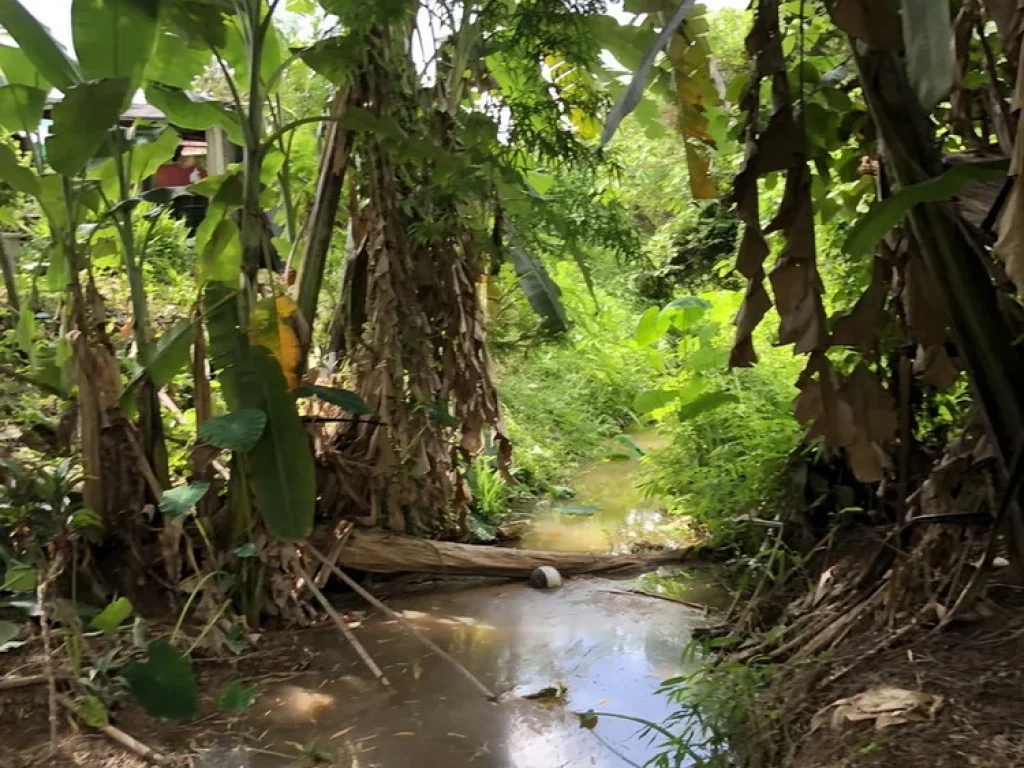 ขายที่ดินสวยพร้อมสวนมะขาม เหมาะทำเป็นรีสอร์ทหรือโฮมสเตย์ ต่อกำไรได้ดี อเมืองพะเยา จพะเยา