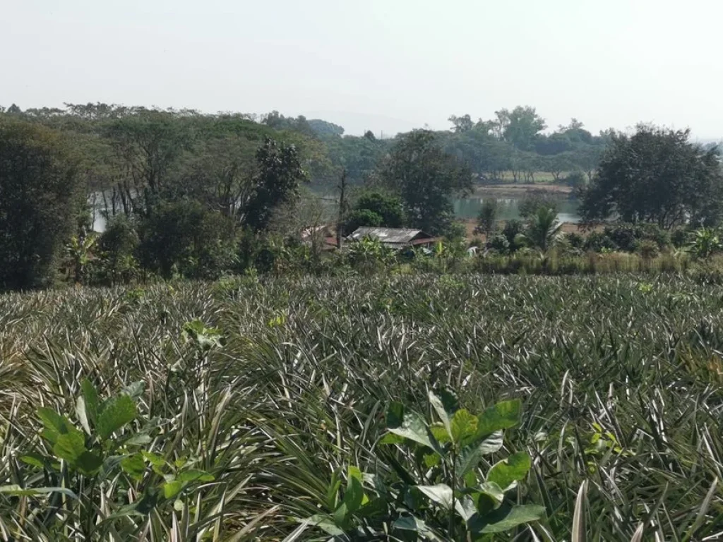 ขายที่ดิน 9 ไร่ ใกล้ถ้ำหลวง-ขุนน้ำนางนอน อแม่สาย จเชียงราย