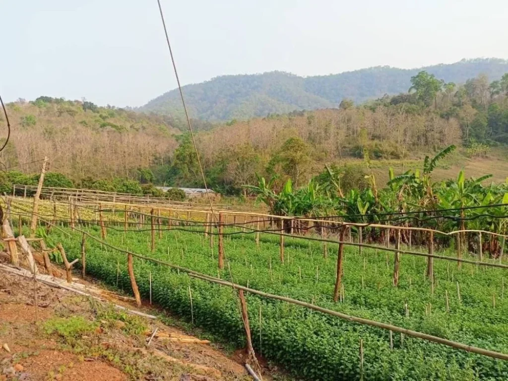 ขายที่ดินติดถนนทางหลวง ติดลำเหมือง 18-3-26 ไร่ อสะเมิง เชียงใหม่