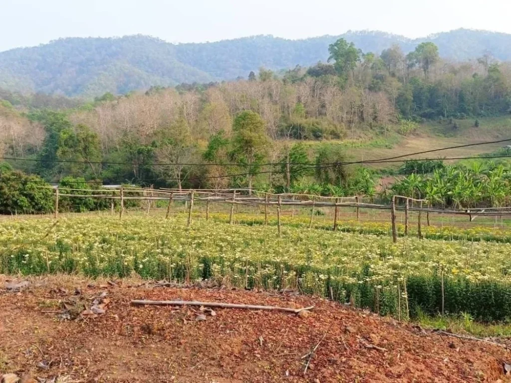 ขายที่ดินติดถนนทางหลวง ติดลำเหมือง 18-3-26 ไร่ อสะเมิง เชียงใหม่