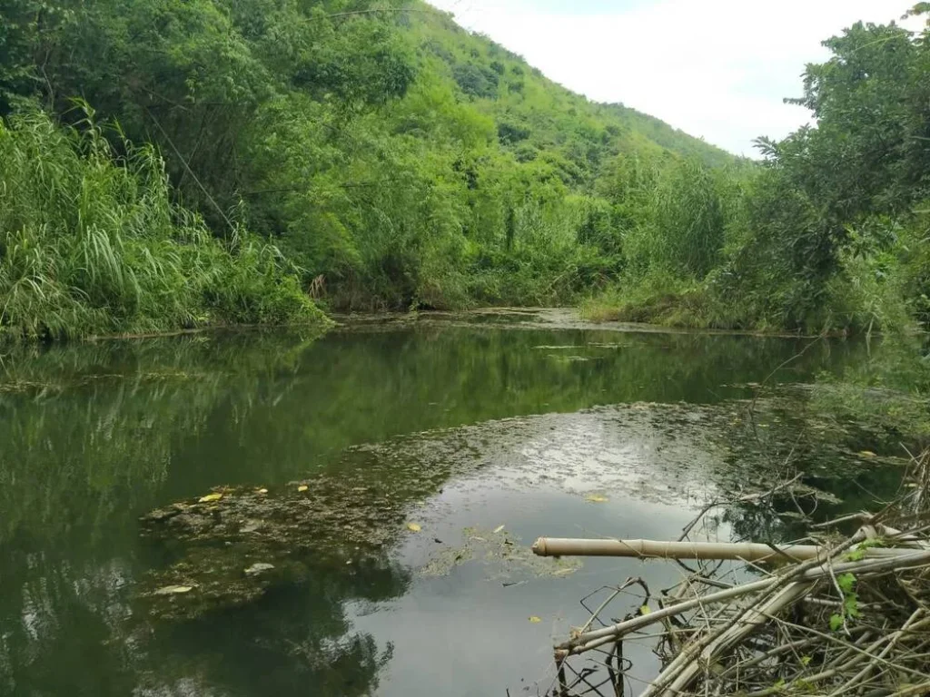 ขายที่ดิน 6-2-04 ไร่ ติดห้วย ห้วยผาก ตกลัดหลวง อท่ายาง เพชรบุรี