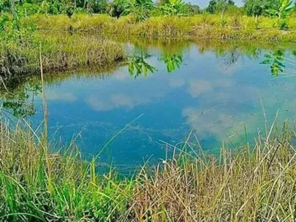 ขายที่ดินสวนเกษตร ย่านสุวินทวงศ์ เหมาะกับคนที่รักการเกษตรมีเนื้อที่เหลือปลูกบ้านพักผ่อน