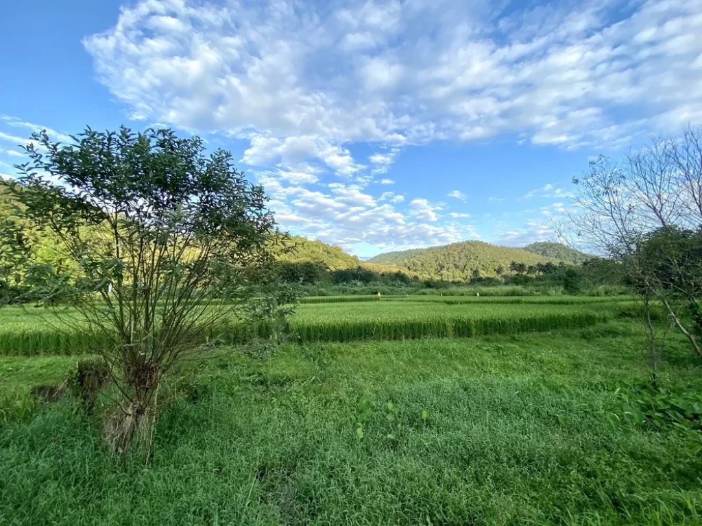 ขายที่ดินสวยทำเลดีวิวภูเขา ใกล้สถานที่ท่องเที่ยว อสะเมิง จเชียงใหม่