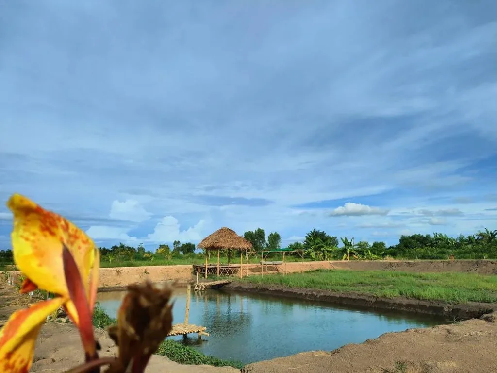 ที่ดินแบ่ง 4 แปลงสุดท้าย บ้านสวนเกษตร คลอง14 หนองเสือ ปทุมธานี