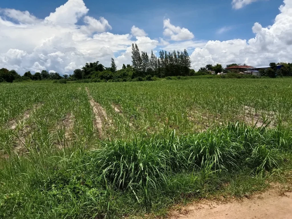 ขายที่ดินเปล่า 53ไร่ใกล้แหล่งอุตสาหกรรม ติดถนนเจริญโชคดี