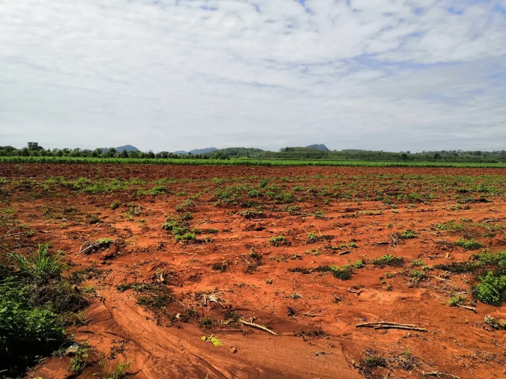 ขายที่ดินสวย อากาศดี 50 ไร่ อปากช่อง ตคลองม่วง ใกล้ Mövenpick Resort Khao Yai ใกล้ Sugavia Healthy Land