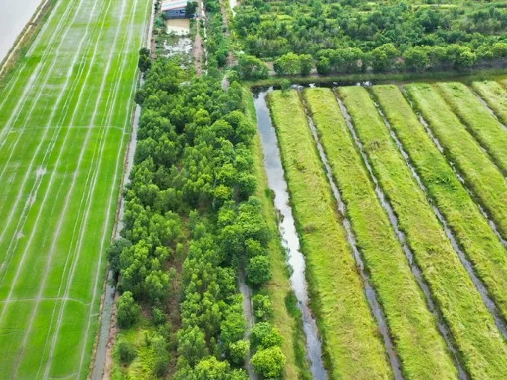 ที่ดิน ถนนเลียบคลอง11 ถนน 3022 หนองเสือ ใกล้ อบตนพรัตน์ ตนพรัตน์ อหนองเสือ ปทุมธานี