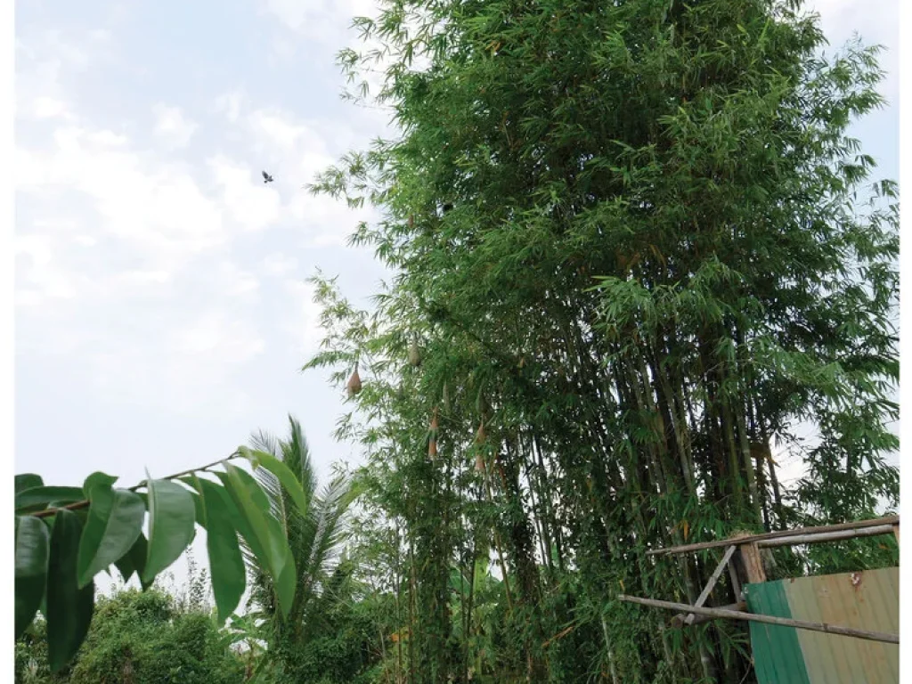 ที่ดินพร้อมสำหรับสร้างบ้านสวน โคกหนองนา แปลงนี้โฉนดพร้อมโอน