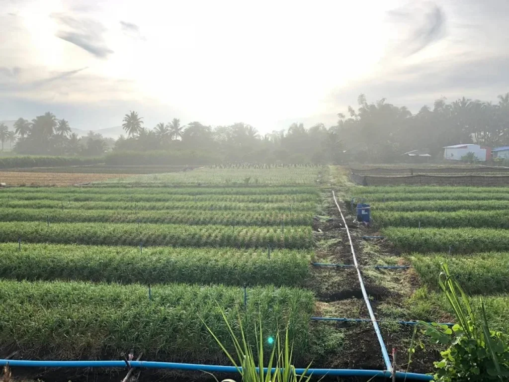 ขายที่ดิน 109 ไร่ ถนนโยธาธิการ 3060 ตคลองม่วง อปากช่อง จนครราชสีมา