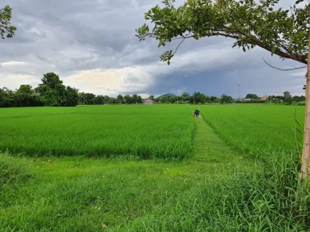 ขายที่ดิน ติดบายพาส วงแหวนทิศตะวันออก เส้นไปสนามบิน อเมือง จเชียงราย