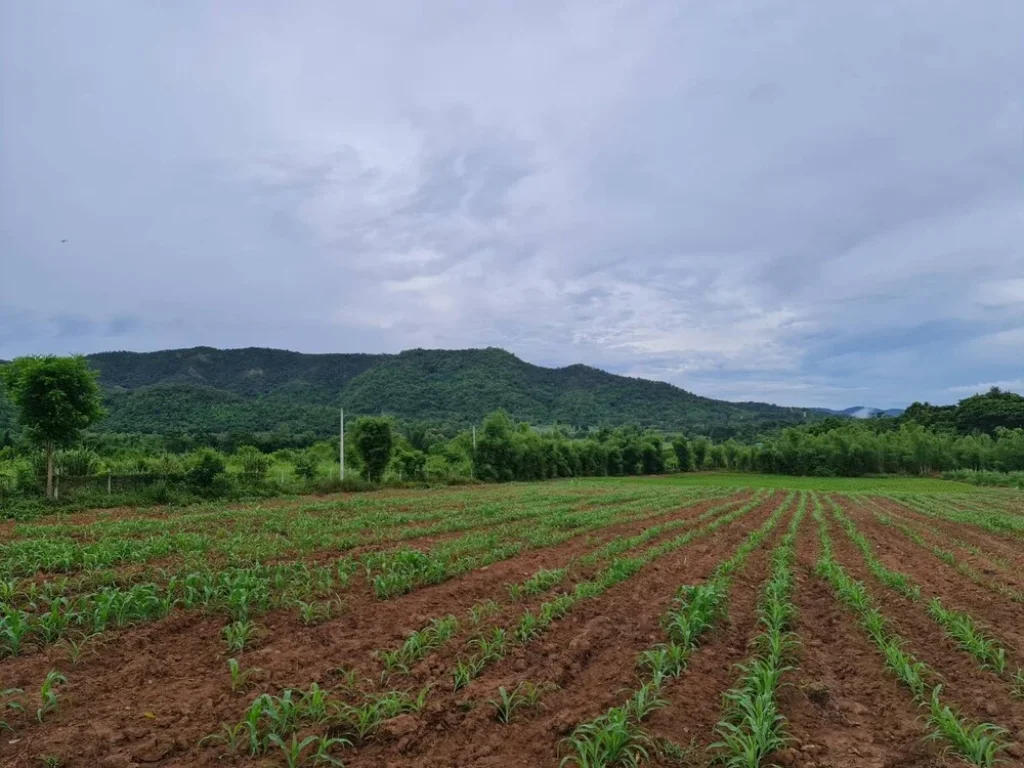 ขายที่ดินเปล่า น้ำกลัดเหนือ หนองหญ้าปล้อง เพชรบุรี