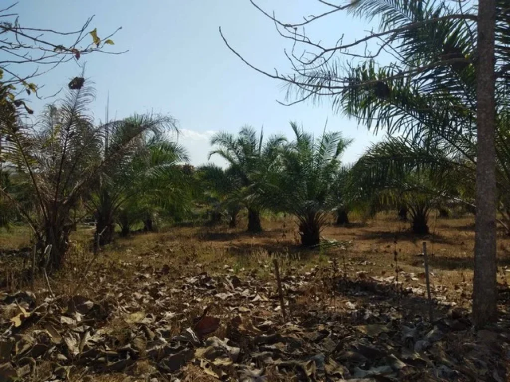 ขายที่ดิน 3แปลงติดกัน ตำบลจอมศรี อำเภอเชียงคาน จังหวัดเลย