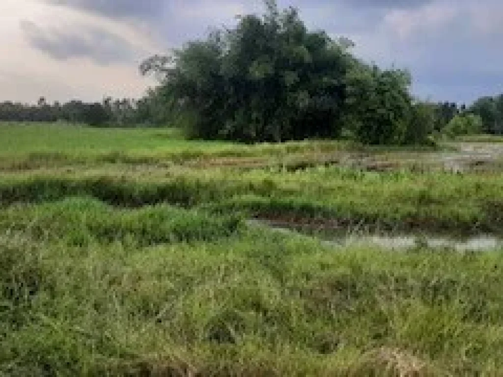 ที่ดิน ราคาถูก บรรยากาศ ท้องทุ่ง หน้าติดถนนดำ โฉนดยุคโบราณ