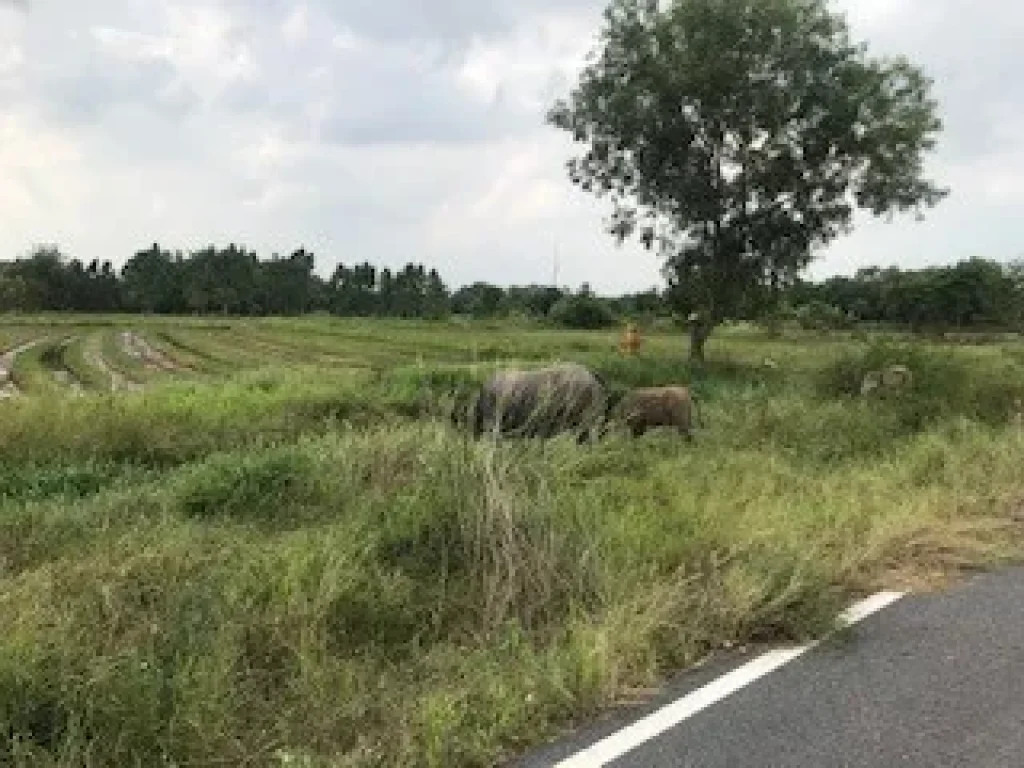 ที่ดิน ราคาถูก บรรยากาศ ท้องทุ่ง หน้าติดถนนดำ โฉนดยุคโบราณ