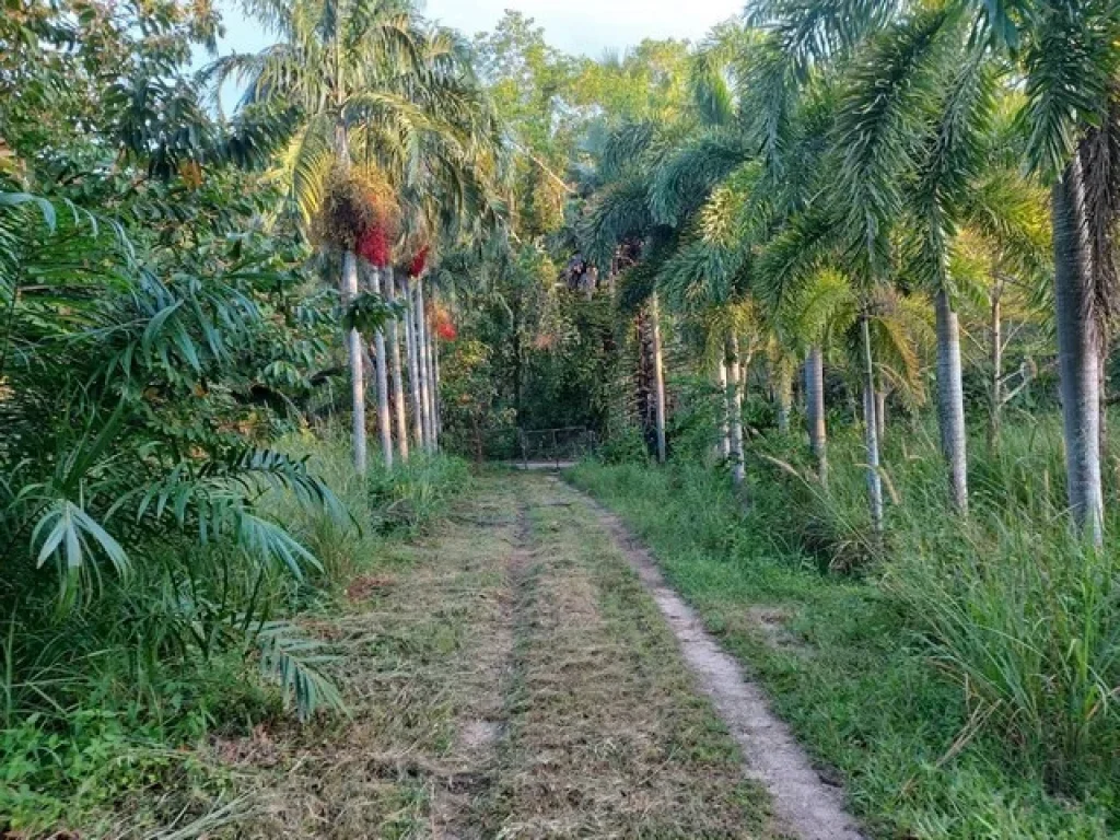 ขายที่ดิน 2 ไร่ มีโฉนดเรียบร้อย น ส 4 จ อยู่ ต พะวง อ เมืองสงขลา จ สงขลา