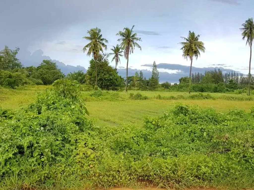 ที่ดินสวนสวยไม่ต้องถม วิวภูเขาอุดมสมบูรณ์ 65ไร่เศษ หน้า-หลังกว้างติดถนนในชุมชนไฟฟ้าประปาพร้อม ใกล้ถนนใหญ่แก่งกระจาน1กม