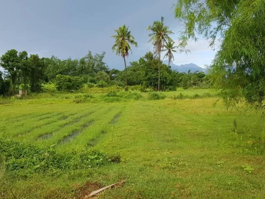 ที่ดินสวนสวยไม่ต้องถม วิวภูเขาอุดมสมบูรณ์ 65ไร่เศษ หน้า-หลังกว้างติดถนนในชุมชนไฟฟ้าประปาพร้อม ใกล้ถนนใหญ่แก่งกระจาน1กม