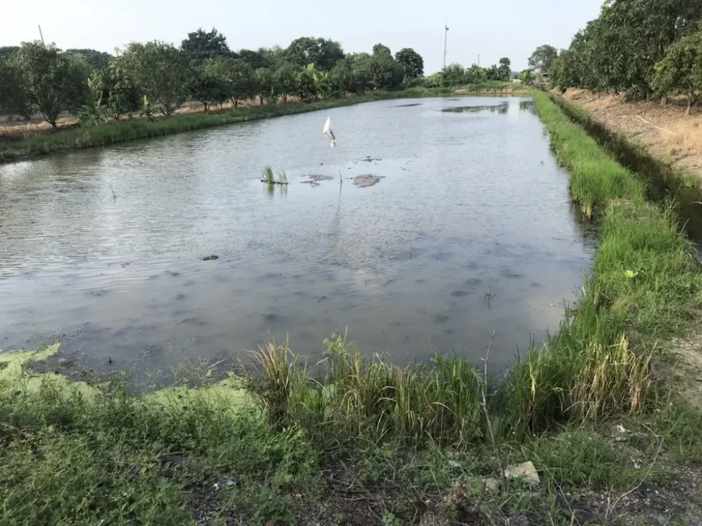 ที่ดินสวย สภาพแวดล้อมดี ทำเลดี บรรยากาศร่มรื่น อากาศดีมาก ย่านลาดหลุมแก้ว ปทุมธานี