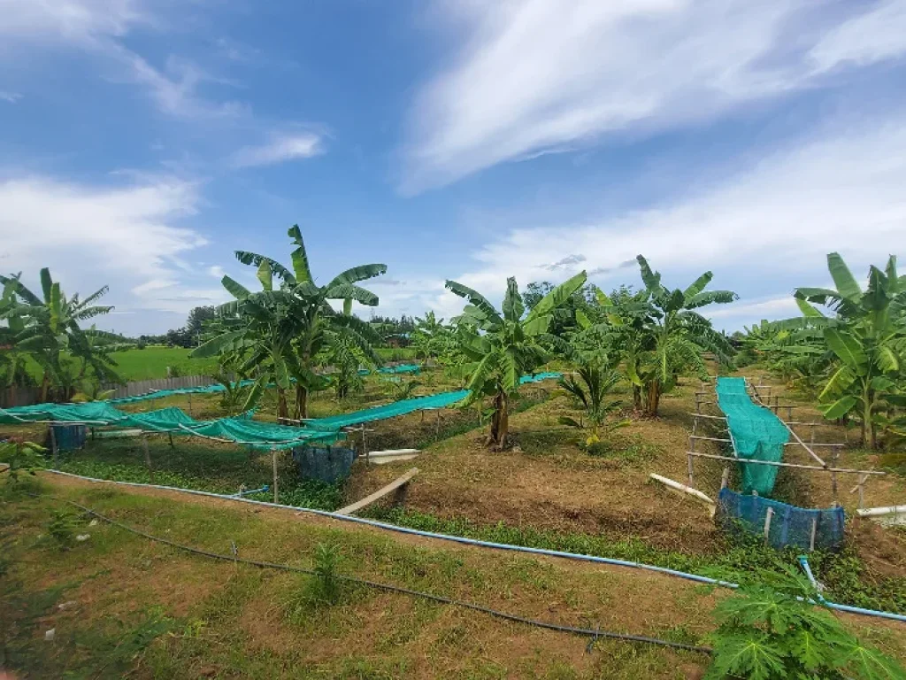 ขายที่ดินพร้อมบ้านสวน เพชรบุรี ใกล้ถนน เพชรเกษม พร้อมอยู่ แปลงสวย