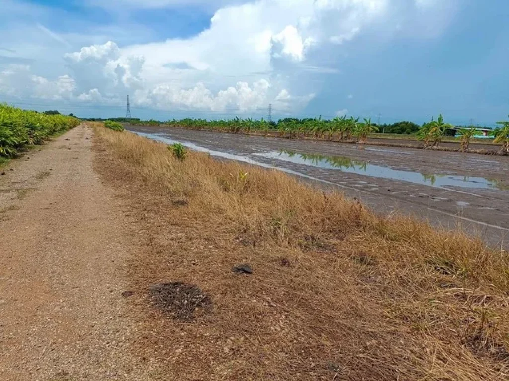 ขายที่ดินคลอง 12 หนองเสือ 2ไร่ เหมาะปลูกบ้าน ทำเกษตรเล็กๆ บรรยากาศดี ใกล้แหล่งชุมชน