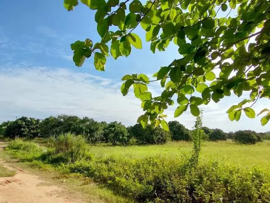 ขายที่สวนลำใยบ้านต้นแก้วมะขามหลวงสันป่าตองพร้อมโอนราคาถูก