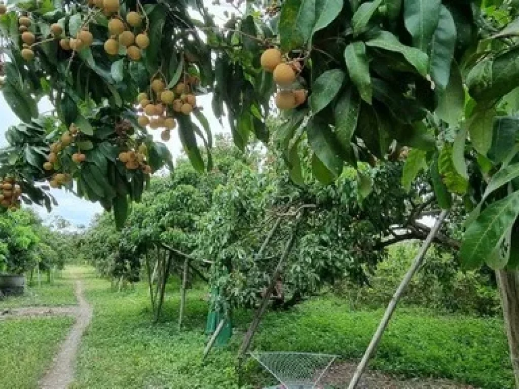 โซนบ้านเหล่า เวียงหนองล่อง ป่าซาง ลำพูน บ้านในสวนผสม บ้านเหล่า