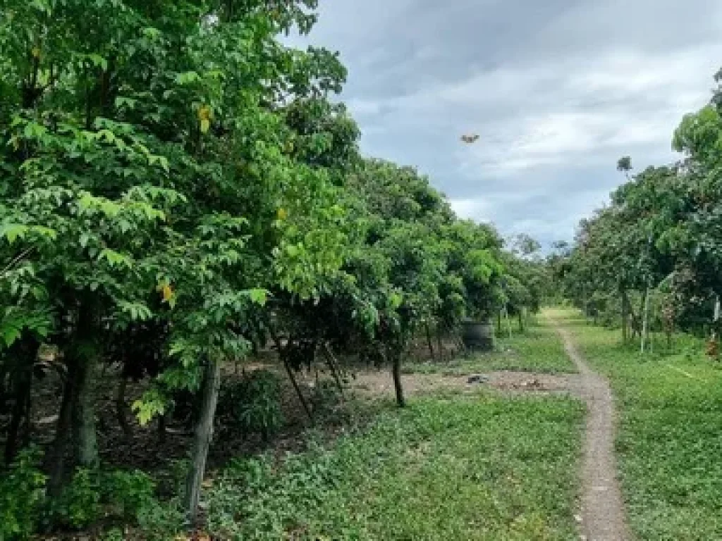 โซนบ้านเหล่า เวียงหนองล่อง ป่าซาง ลำพูน บ้านในสวนผสม บ้านเหล่า