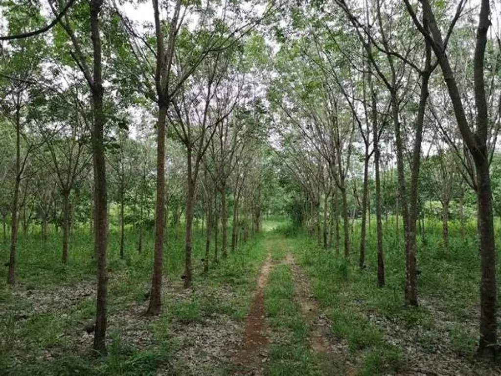 ขายที่ดินสวนยางติดลำห้วย พิกัดหลังบ้านโนนสมบูรณ์ ตคำเขื่อนเเก้ว อสิรินธร จอุบลราชธานี