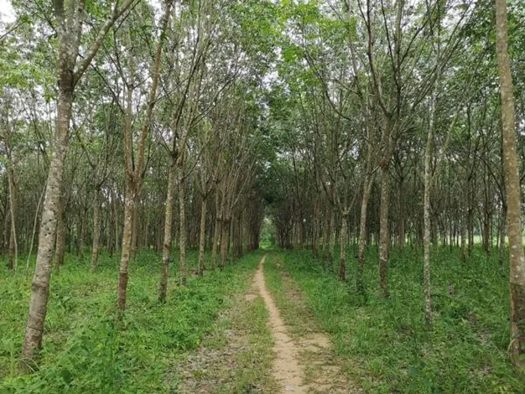 ขายที่ดินสวนยางติดลำห้วย พิกัดหลังบ้านโนนสมบูรณ์ ตคำเขื่อนเเก้ว อสิรินธร จอุบลราชธานี