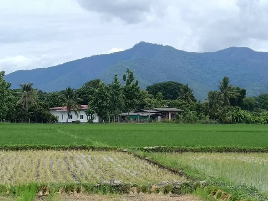 โซน ตบ้านกาด อำเภอแม่วาง จเชียงใหม่ ที่นาวิวสวย วิวดอย น้ำดี