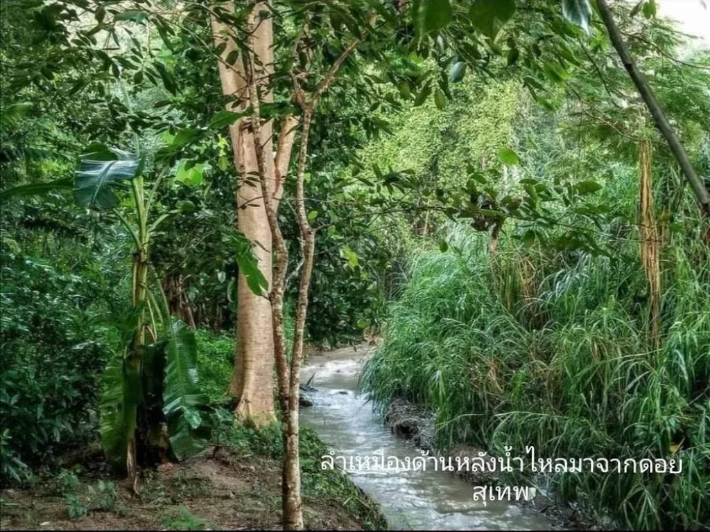 ที่ดินแปลงสวยเชิงดอยสุเทพ ติดลำธาร บรรยากาศดีมาก ร่มรื่น พร้อมขายมากที่ตารางวาละ สามหมื่นห้าพันบาท