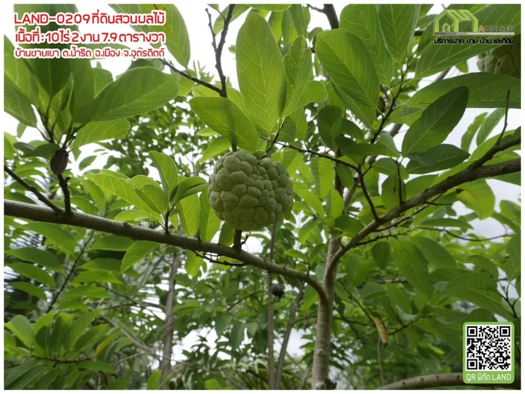 ที่ดินพร้อมสวนผลไม้และบ้านพัก เมืองอุตรดิตถ์ โฉนดพร้อมโอน