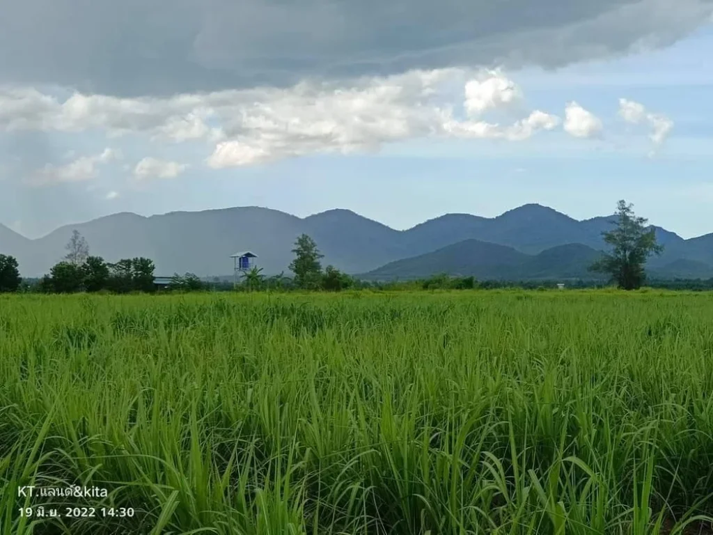 ที่ดินเปล่าขายเหมาแปลงโซนชะอำ 4ไร่กว่า โฉนดครุฑแดง มีน้ำมีไฟฟ้าจ้า สนใจทักมาด่วนนะคะ