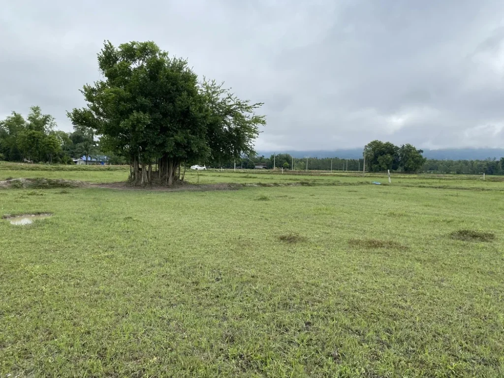 ขายที่ดิน 2 ไร่ ใกล้หุบป่าตาด ตทุ่งนางาม อลานสัก จอุทัยธานี