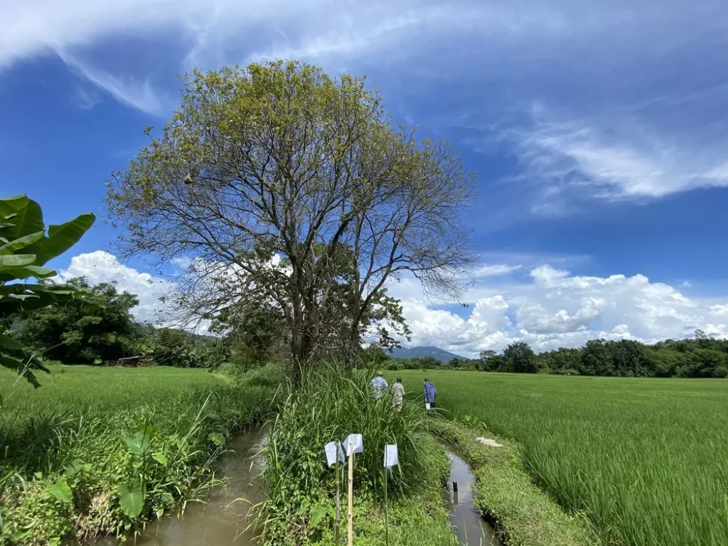 ที่ดิน แม่แตง เชียงใหม่ ติดน้ำ มีน้ำเหมืองล้อม ภูเขา มีโฉนด