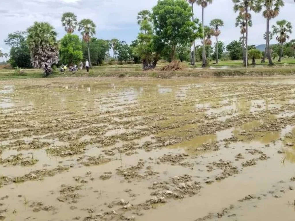 ที่ดินสวยขายถูก วิวภูเขาทุ่งนาป่าตาล บรรยากาศดีอุดมสมบูรณ์ 5ไร่1งาน11ตรว ในชุมชนหมู่บ้าน-ติดถนน-ใกล้CJ-อบต-วัด-โรงเรียน