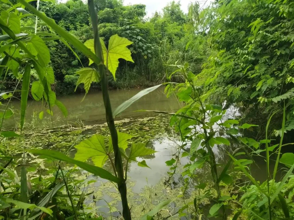 ขายที่ดินติดถนนคอนกรีต หลังติดห้วย หน้าววิวเขา 5-3-74 ไร่ ตกลัดหลวง