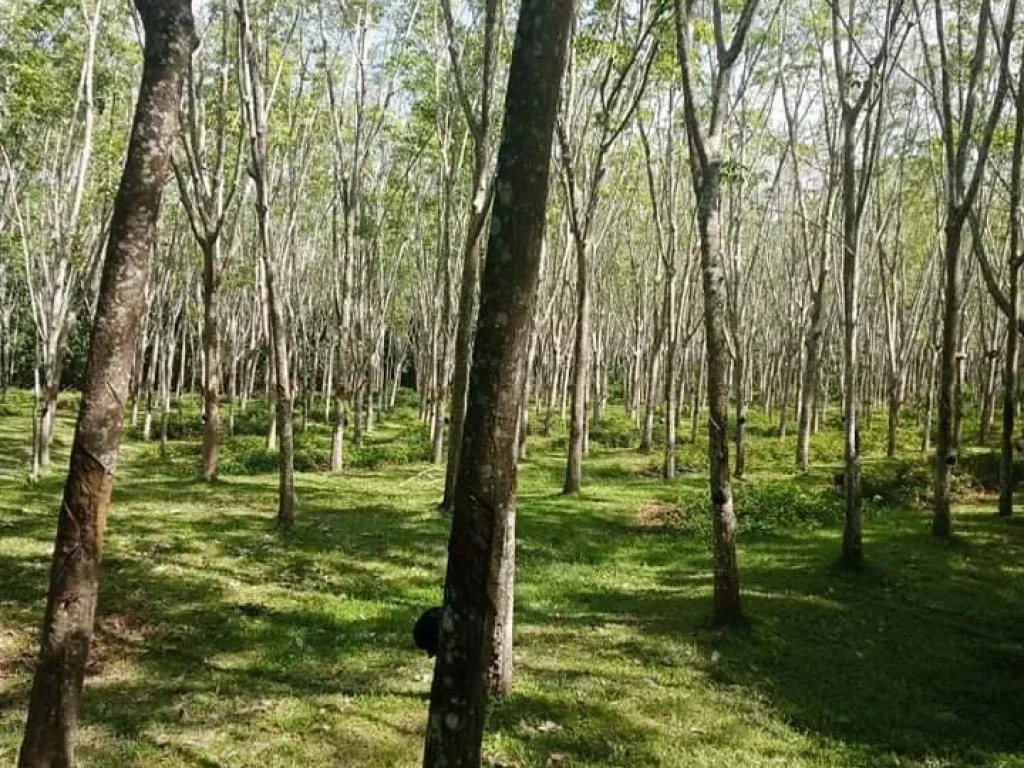 ขายที่ดินพร้อมสวนยาง เหมาะสำหรับทำ สวนผักผลไม้ สวนอาหารริมสวน บ้านจัดสรรบ้านในสวนเกษตร 4 ไร่ 3 งาน