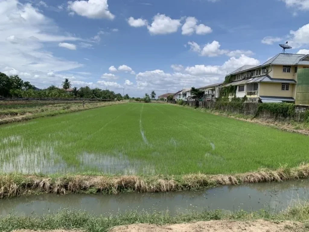 ขายที่ดิน ถนนโยธาธิการ ด้านหลังติดคลองโยง ติดหมู่บ้านศรีสุภาลัย บ้านใหม่ บางใหญ่ นนทบุรี