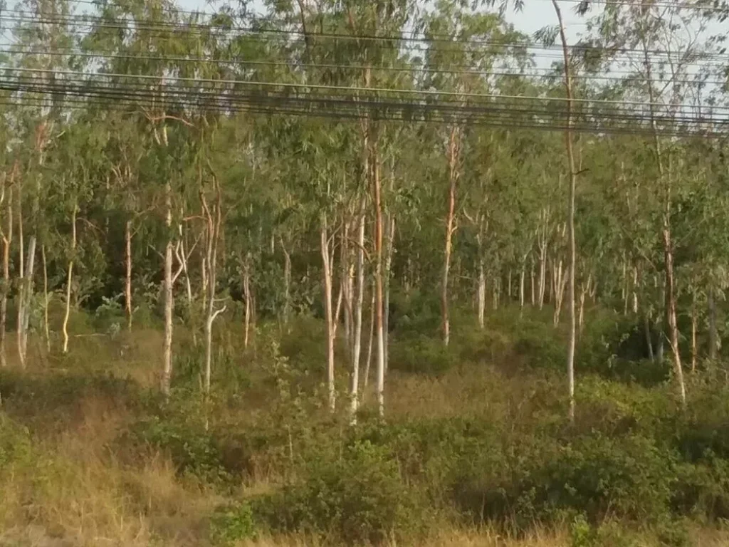 ที่ถุงเงินถุงทอง เป็นเจ้าของที่ดินเอง ที่ดินประจวบ