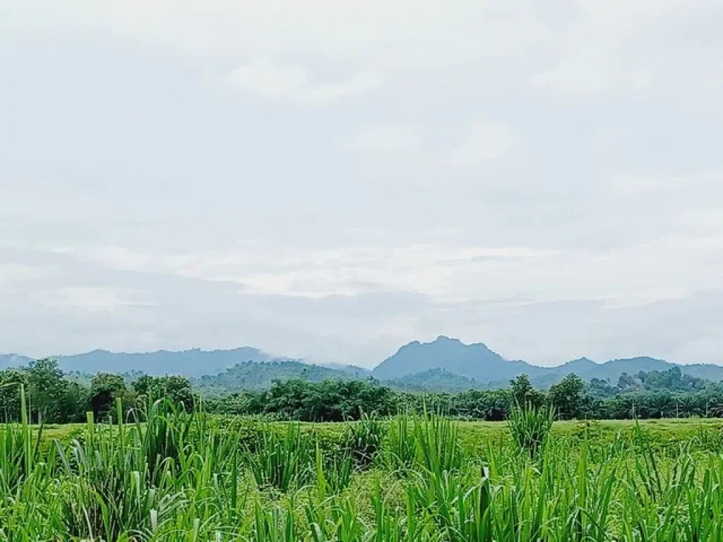 ขายที่ดินติดแม่น้ำแควน้อย ทองผาภูมิ กาญจนบุรี 345ไร่ เห็นวิวภูเขา หน้าน้ำกว้างมาก ติดถนนลาดยาง