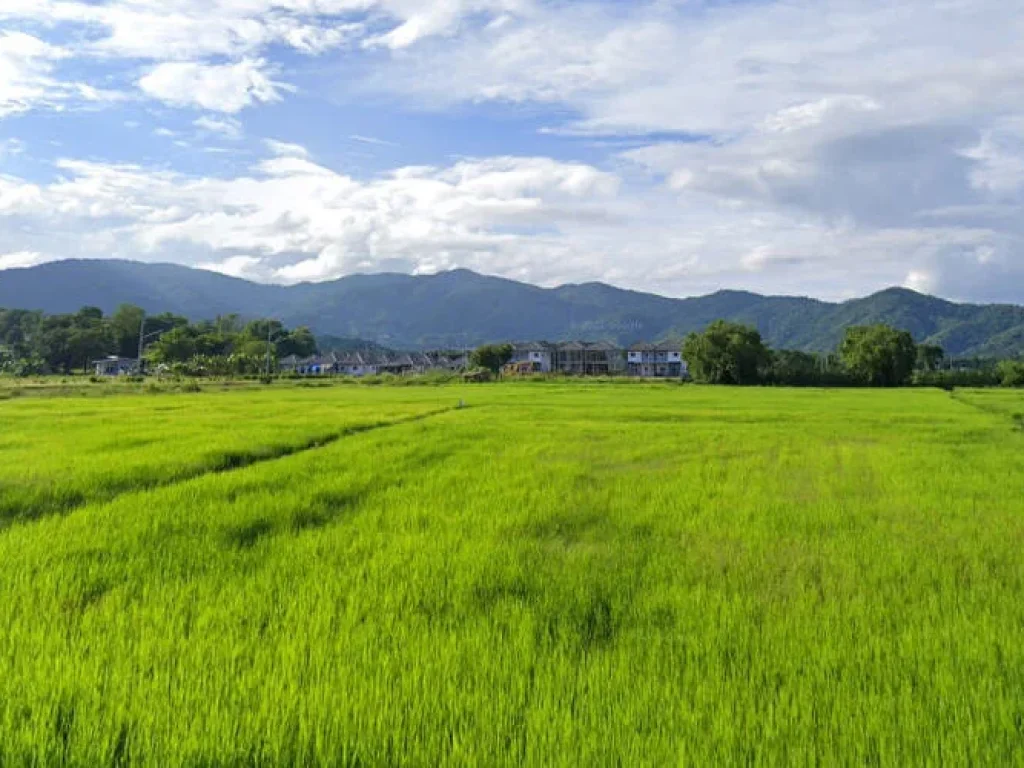 ที่ดิน 2 ไร่ ติดถนน 2 ด้าน โป่งพระบาท บ้านดู่ เมืองเชียงราย