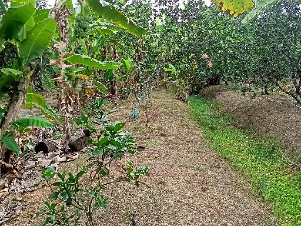 ขายที่ดินสวนส้มโอ ติดถนน มีรถโดยสารวิ่งผ่าน อำเภออัมพวา จังหวัดสมุทรสงคราม