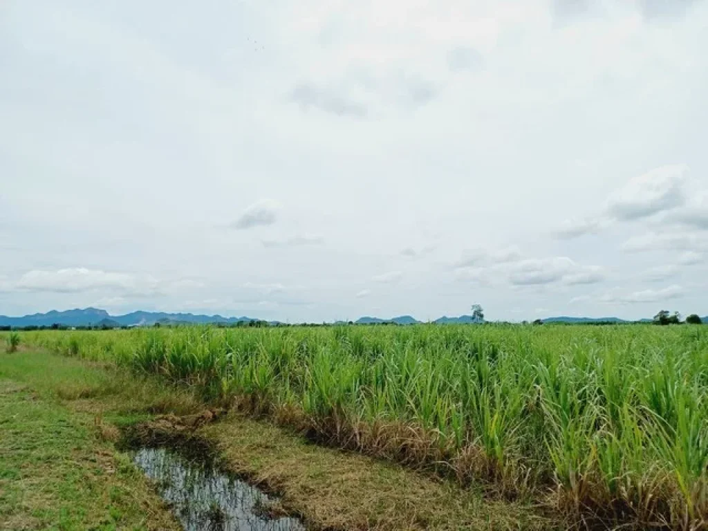 ขายที่ดิน ท่าม่วง กาญจนบุรี 84 ไร่ เห็นวิวเขา ติดลำห้วย ใกล้แหล่งชุมชน เหมาะทำการเกษตร