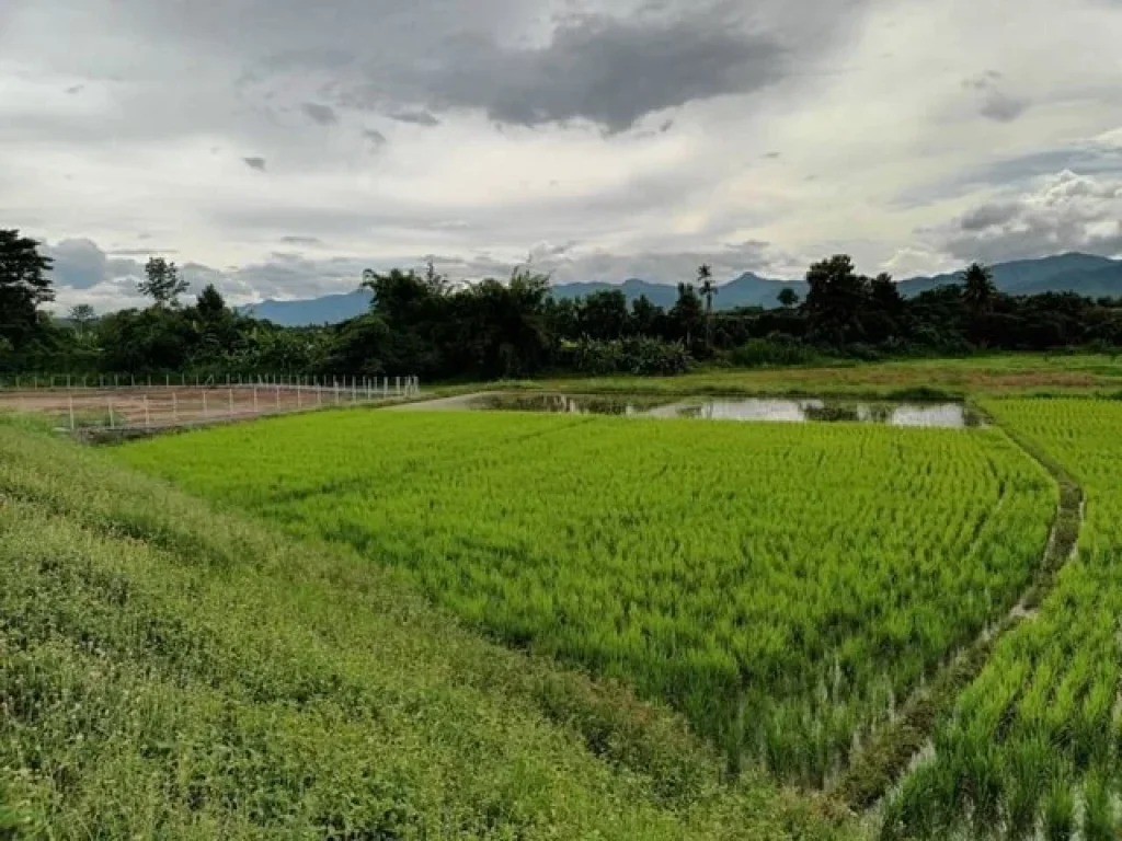 โซนบ้านแม อสันป่าตอง จเชียงใหม่ บ้านทุ่งศาลา ที่สวย ติดน้ำขาน